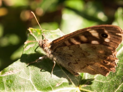 close up speckled wood butterfly on leaf resting Pararge aegeria  England  UK