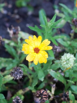 beautiful marigold flower with red centre single wet dew garden  England  UK