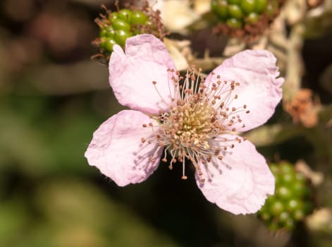 close up of pink bramble flower head Rubus fruticosus  England  UK