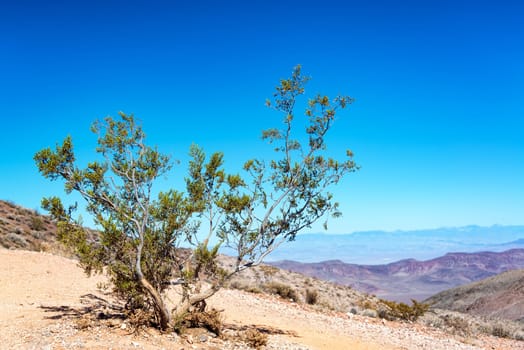 Rugged tree fighting for life in Death Valley National Park in California