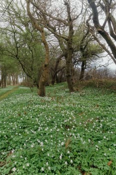 Woods at Langeland beach Dovnsklint south of Gulstav Mose with trees. The cliffs are a polular spot for birdwatching