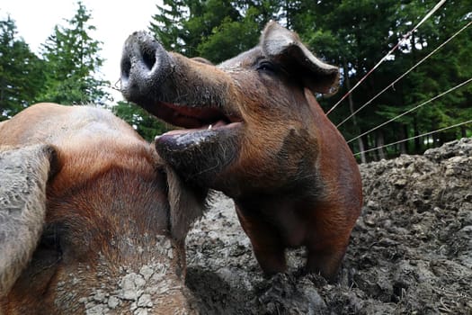 Wide-angle shot of a brown domestic pig. The snout and nose of a pig in the dirt