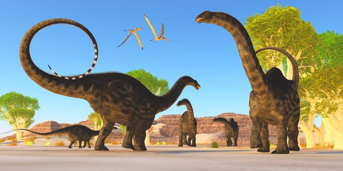 Two Pterosaurs fly over a herd of Apatosaurus dinosaurs as they wonder through a prehistoric forest.