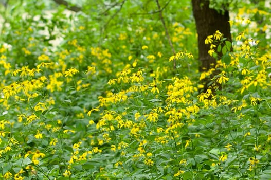 Black eyed susan flowers in the forest