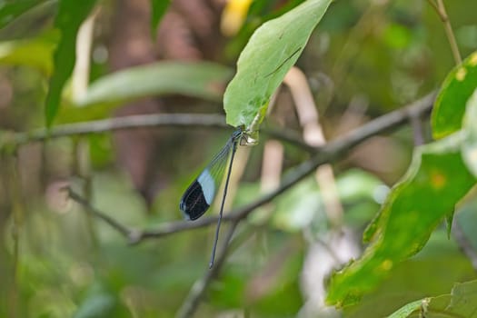 Helicopter Damselfly in the Tropics in La Selva Biological Station in Costa Rica