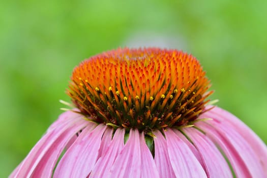 A pink cone flower center macro showing detail