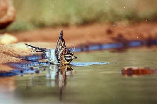 African Golden breasted Bunting bathing and splashing in waterhole in Greater Kruger National park, South Africa ; Specie Fringillaria flaviventris family of Emberizidae