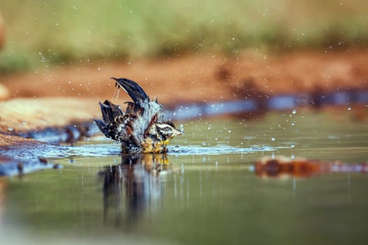 African Golden breasted Bunting bathing and splashing in waterhole in Greater Kruger National park, South Africa ; Specie Fringillaria flaviventris family of Emberizidae