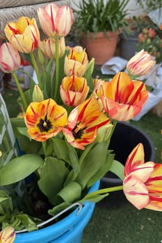 bouquet tulips flowers flora plants leaves nature red yellow blossom green . High quality photo