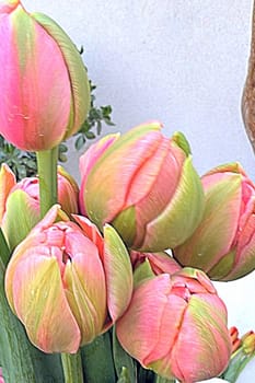bouquet tulips flowers flora plants leaves nature red yellow blossom green pink garden spring women day. High quality photo