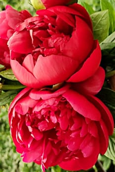 Red blooming peonies flowers bouquet flora petals plants botanical garden 8 march spring women's day, valentine's holiday love. High quality photo generated ai alt