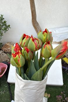 bouquet tulips flowers flora plants leaves nature red yellow blossom green spring garden. High quality photo