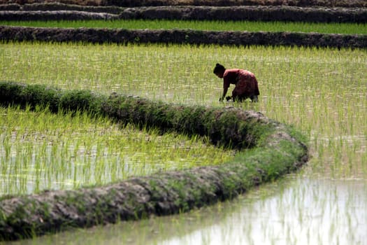 A rice field near Lantem on the northern coast of East Timor on the two separate island of Timor in Asia