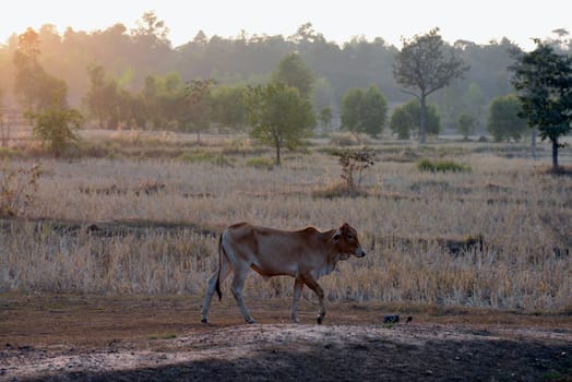 Agriculture with rice fields in winter near Amnat Charoen in the Isan in eastern Thailand