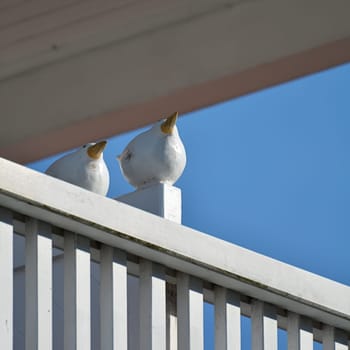 Birds of wood