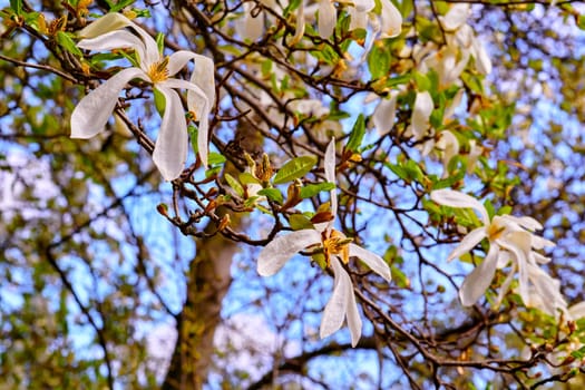 a tree or shrub with large, typically creamy-pink, waxy flowers. Magnolias are widely grown as ornamental trees