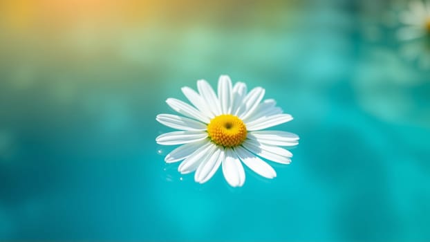 Chamomile flower floating in water. High quality photo