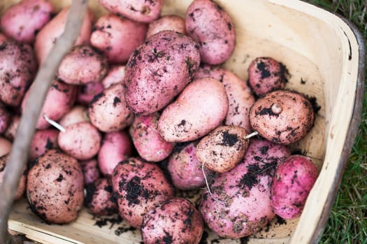 Fresh red potatoes, just harvested in trug.