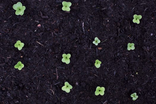 Row of radish srpouts planted in rows from directly above
