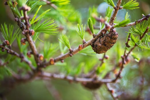 European Larch close up with selective focus, in springtime