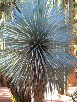 yucca plant in cactus garden