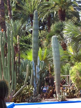 Cactus in Majorelle garden in Morocco