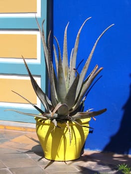 agave cactus in a yellow clay pot