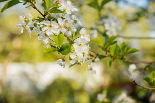 Branches of blossoming cherry macro with soft focus on gentle light blue sky background in sunlight with copy space. Beautiful floral image of spring nature panoramic view.