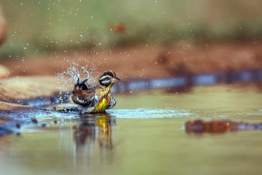 African Golden breasted Bunting bathing and splashing in waterhole in Greater Kruger National park, South Africa ; Specie Fringillaria flaviventris family of Emberizidae
