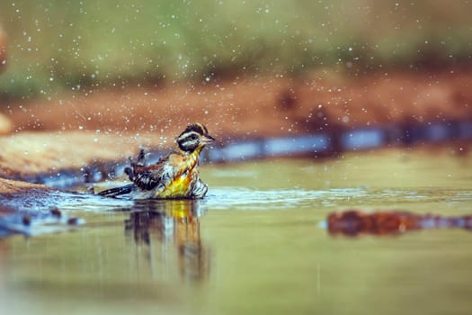 African Golden breasted Bunting bathing and splashing in waterhole in Greater Kruger National park, South Africa ; Specie Fringillaria flaviventris family of Emberizidae