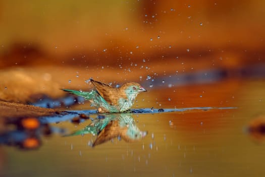 Blue-breasted Cordonbleu bathing in waterhole with reflection  in Greater Kruger National park, South Africa ; Specie Uraeginthus angolensis family of Estrildidae