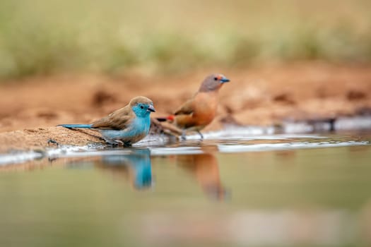 Blue-breasted Cordonbleu bathing in waterhole with jameson firefinch female in Greater Kruger National park, South Africa ; Specie Uraeginthus angolensis family of Estrildidae