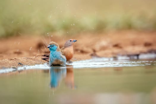 Blue-breasted Cordonbleu bathing in waterhole with jameson firefinch female in Greater Kruger National park, South Africa ; Specie Uraeginthus angolensis family of Estrildidae