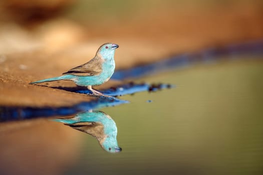 Blue-breasted Cordonbleu standing along waterhole with reflection in Greater Kruger National park, South Africa ; Specie Uraeginthus angolensis family of Estrildidae
