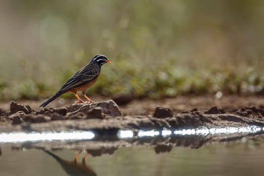 Cinnamon breasted Bunting standing along waterhole in Greater Kruger National park, South Africa ; Specie Fringillaria tahapisi family of Emberizidae