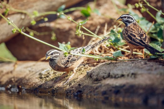 Cinnamon breasted Bunting couple standing along waterhole in Greater Kruger National park, South Africa ; Specie Fringillaria tahapisi family of Emberizidae