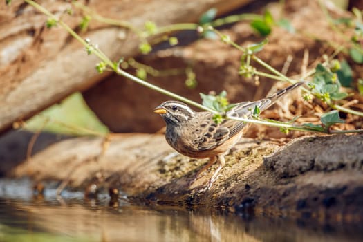 Cinnamon breasted Bunting standing along waterhole in Greater Kruger National park, South Africa ; Specie Fringillaria tahapisi family of Emberizidae