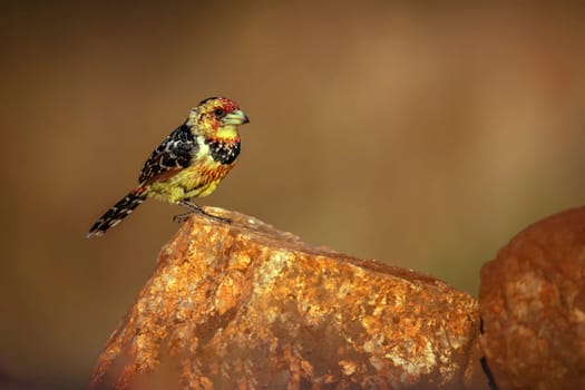 Crested Barbet standing on a rock with morning light in Greater Kruger National park, South Africa ; Specie Trachyphonus vaillantii family of Ramphastidae
