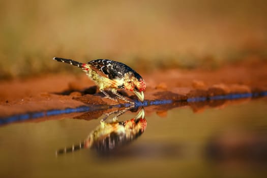 Crested Barbet drinking in waterhole with reflection in Greater Kruger National park, South Africa ; Specie Trachyphonus vaillantii family of Ramphastidae