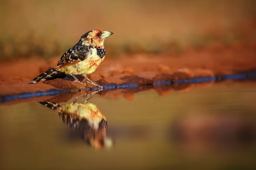 Crested Barbet standing along watehole with reflection in Greater Kruger National park, South Africa ; Specie Trachyphonus vaillantii family of Ramphastidae