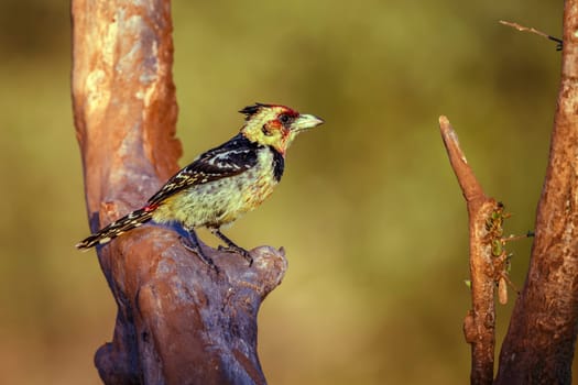 Crested Barbet  standing on a branch in morning light in Greater Kruger National park, South Africa ; Specie Trachyphonus vaillantii family of Ramphastidae