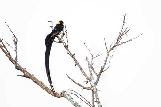 Eastern Paradise-Whydah perched on a branch isoalted in white background in Greater Kruger National park, South Africa ; Specie Vidua paradisaea family of Viduidae