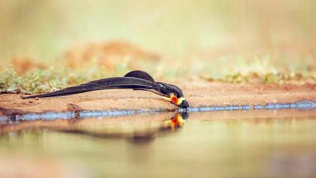 Eastern Paradise-Whydah male drinking in waterhole in Greater Kruger National park, South Africa ; Specie Vidua paradisaea family of Viduidae