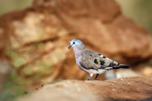 Emerald spotted Wood-Dove standing on a rock rear view in Greater Kruger National park, South Africa ; Specie Turtur chalcospilos family of Columbidae
