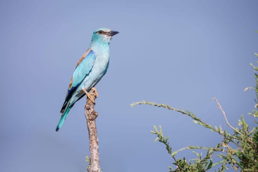 European Roller standing on a branch isolated in blue sky  in Greater Kruger National park, South Africa ; Specie Coracias garrulus family of Coraciidae