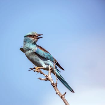 European Roller standing on a branch isolated in blue sky in Greater Kruger National park, South Africa ; Specie Coracias garrulus family of Coraciidae