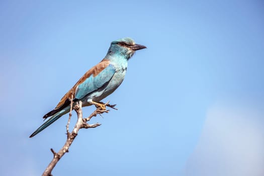 European Roller standing on a branch isolated in blue sky in Greater Kruger National park, South Africa ; Specie Coracias garrulus family of Coraciidae