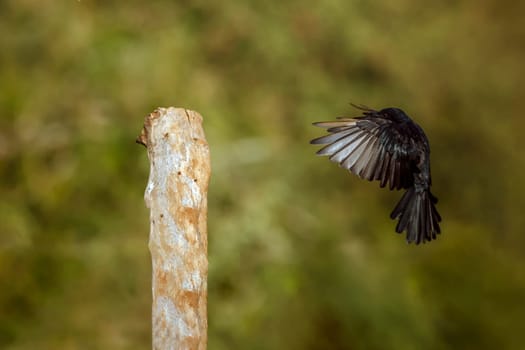 Fork tailed Drongo  flying to a log in Greater Kruger national park, South Africa; specie Dicrurus adsimilis family of Dicruridae
