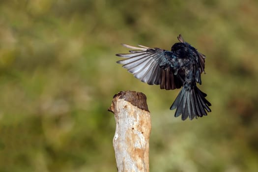 Fork tailed Drongo  flying to a log in Greater Kruger national park, South Africa; specie Dicrurus adsimilis family of Dicruridae
