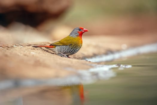 Green winged Pytilia male standing along waterhole in Greater Kruger National park, South Africa ; Specie Pytilia melba family of Estrildidae